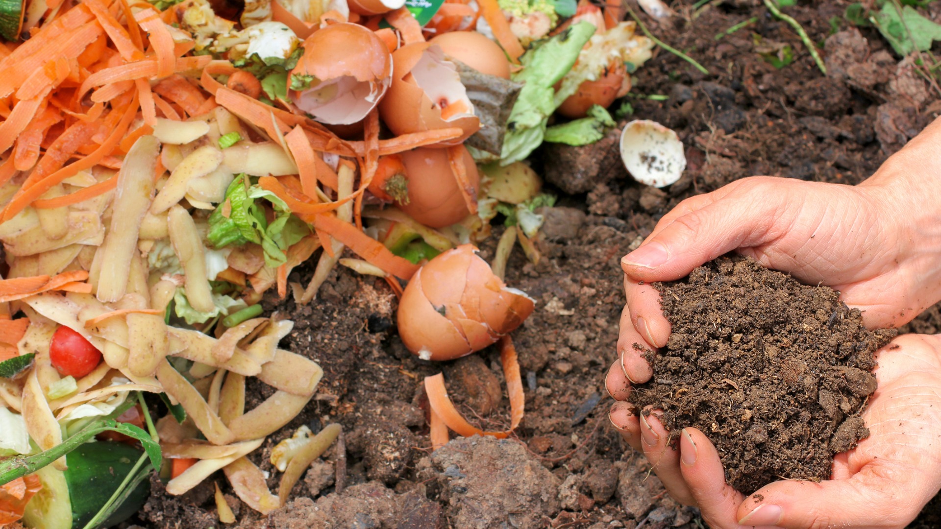 compost and hands, fertilizer