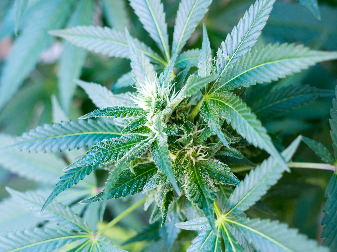 Closeup of cannabis or marihuana plant.