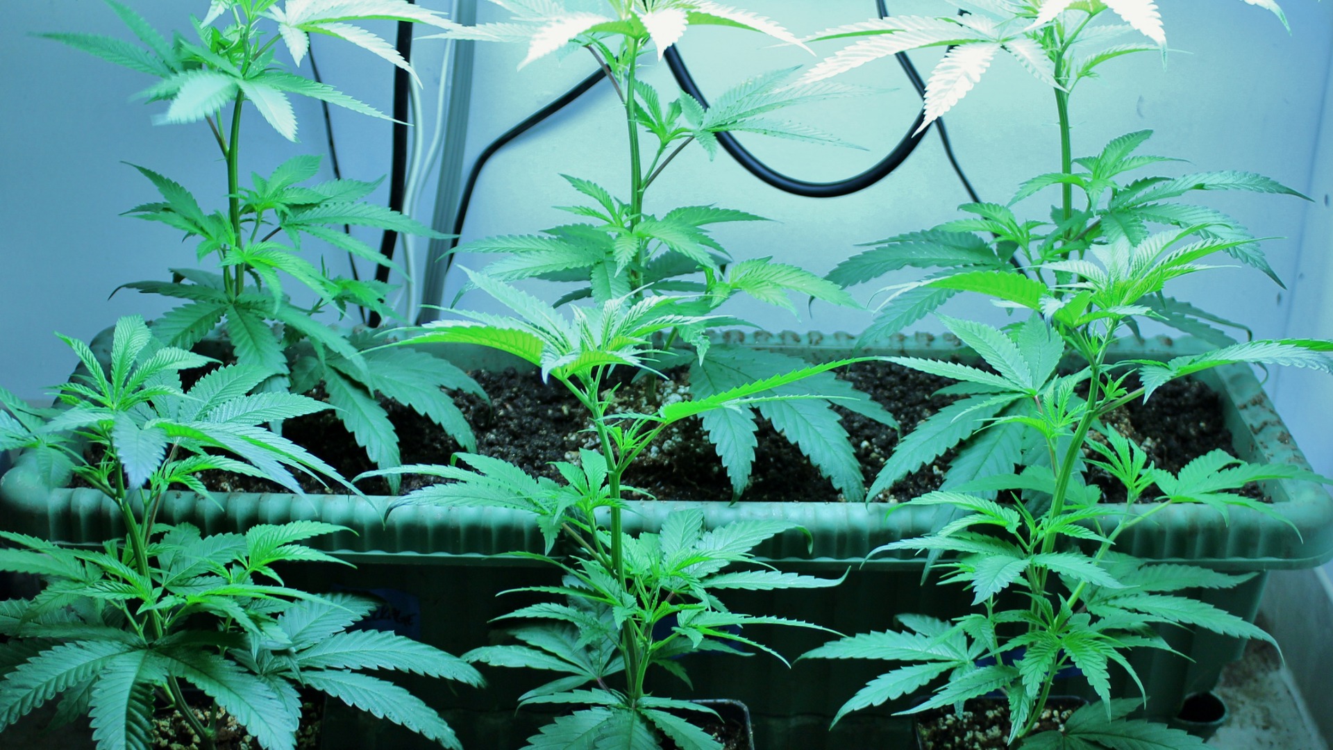 How To Grow Weed Indoors (Beginner's Guide, Part 2) - Wikileaf