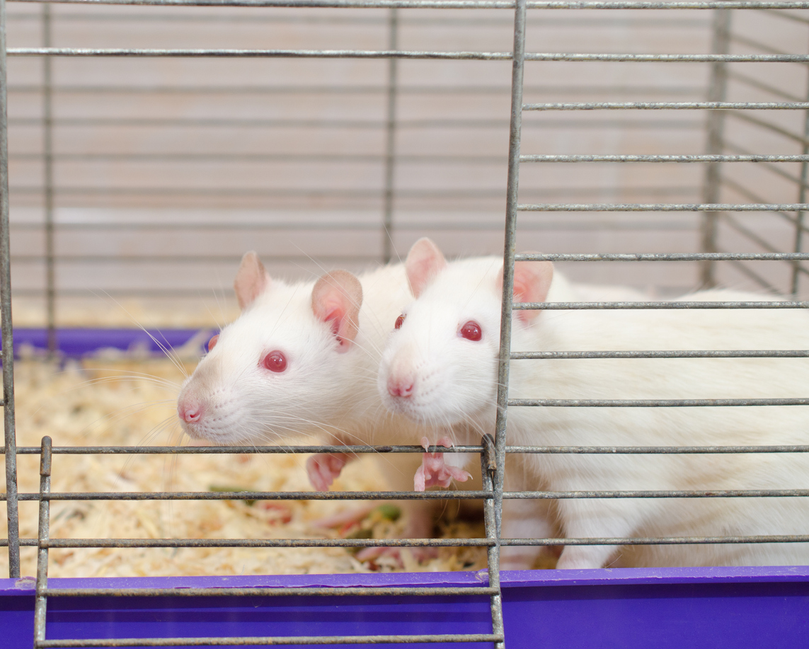 A couple of curious white laboratory rats looking out of a cage