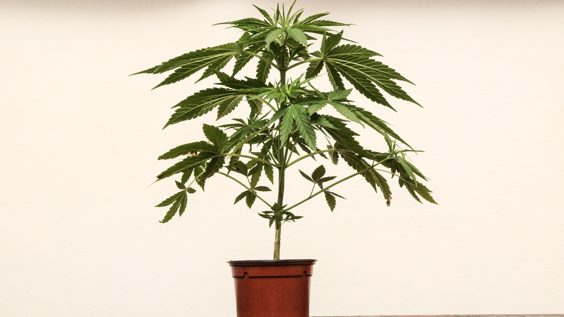 how to grow a cannabis plant indoors