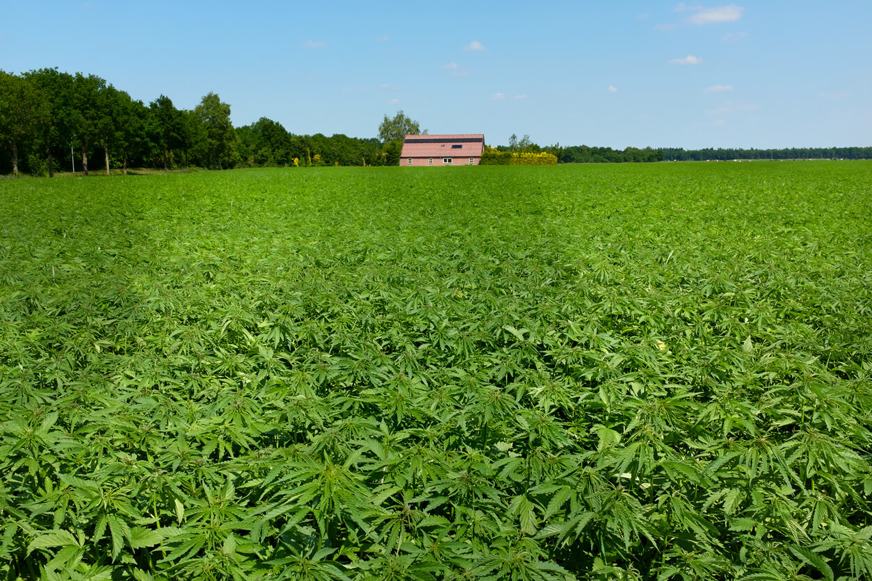 outdoor marijuana farm