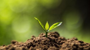 cannabis seedling in soil