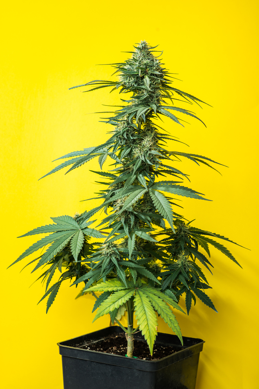 Cannabis plant on a yellow background