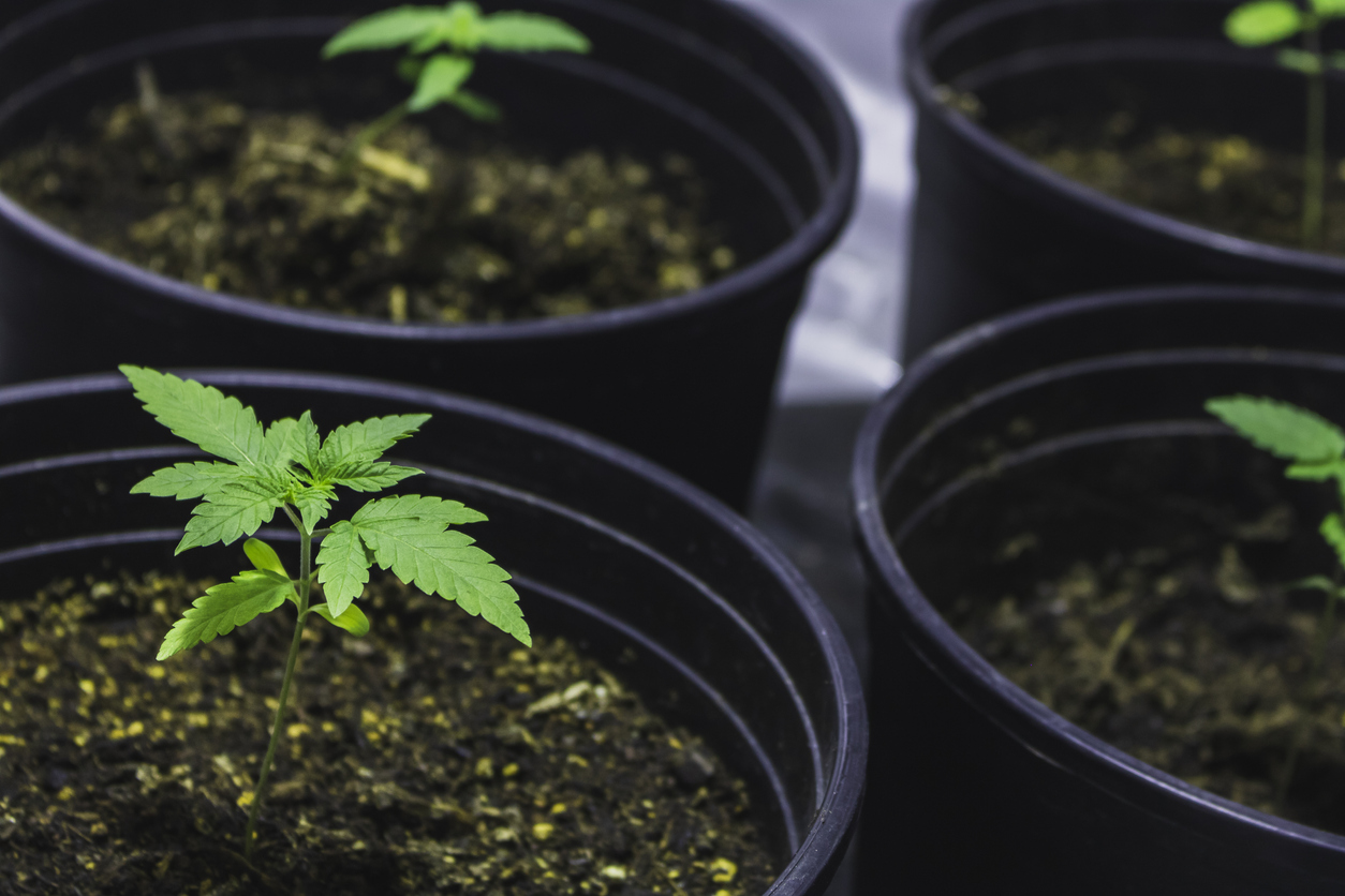 Marijuana plants in beginning vegetative stage up close, growing in tent.
