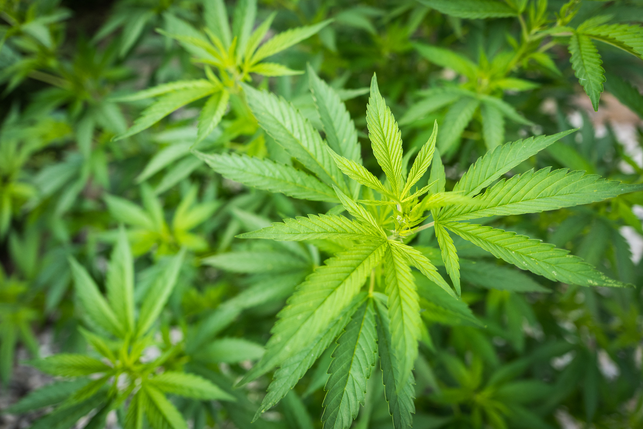 Close up of marijuana - herbal cannabis