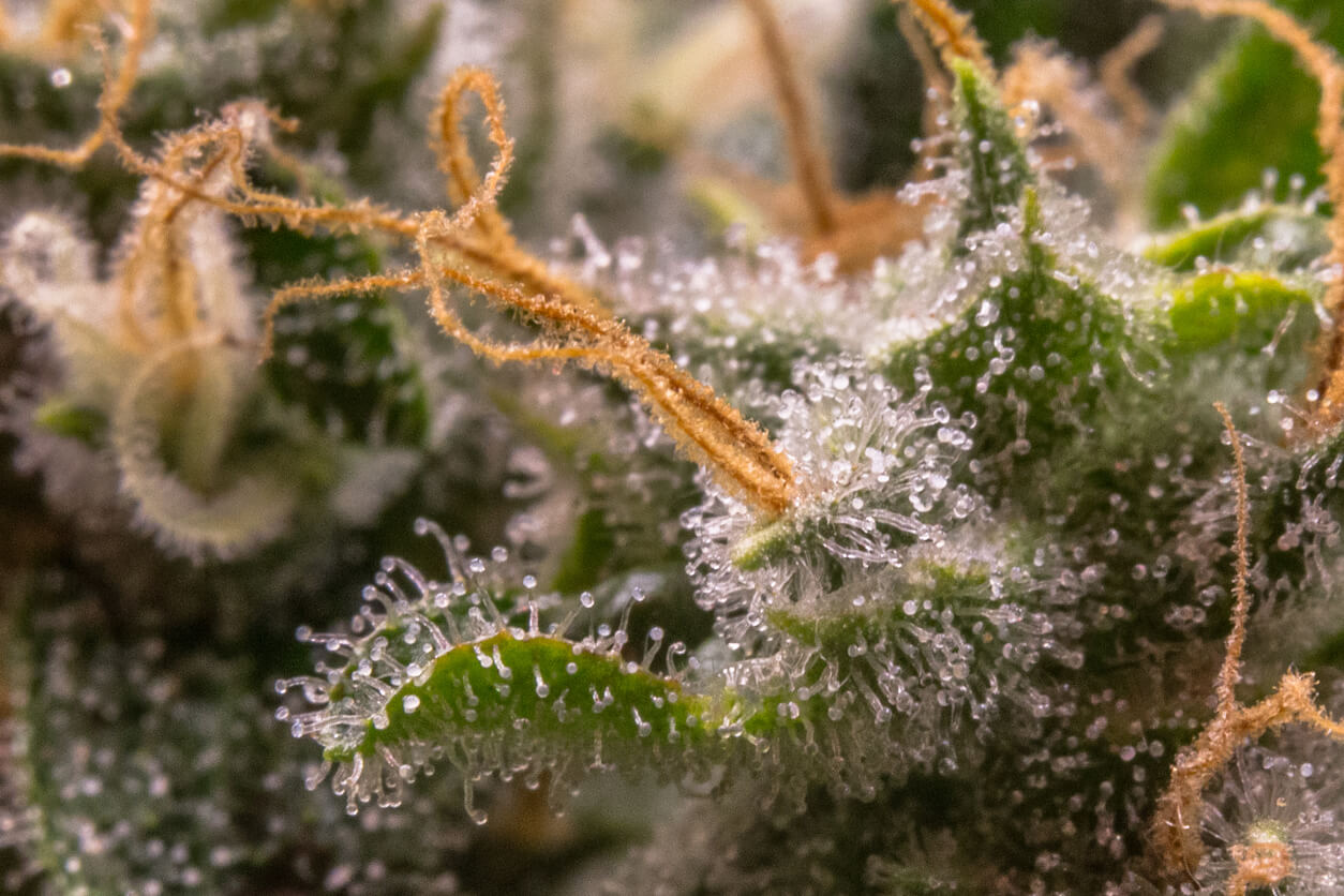 A macro of a cannabis flower showing the thichomes