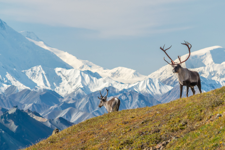 Majestic caribou bull in front of the mount Denali, ( mount Mckinley), Alaskal