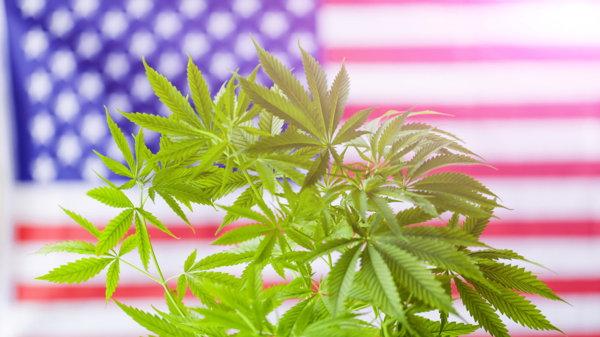 cannabis marijuana American flag