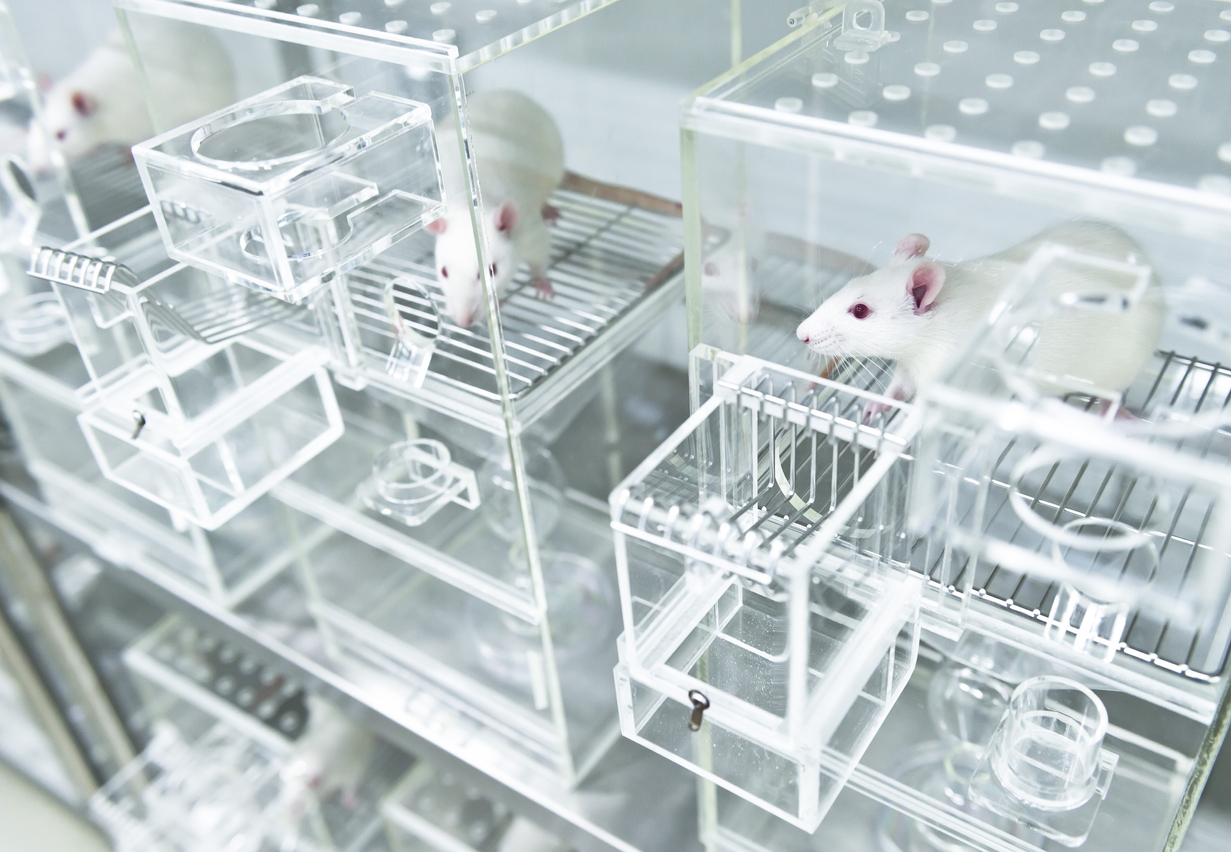 Animal experiments for urine collection using white experimental rats in metabolic cages