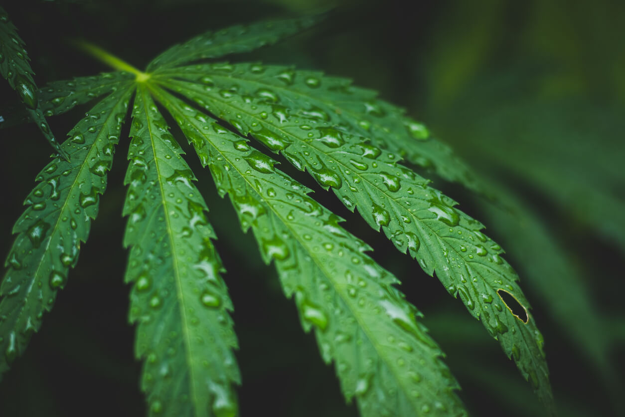 hemp leaf in rain