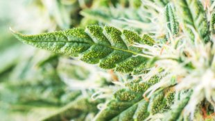 Female & Male cannabis plants