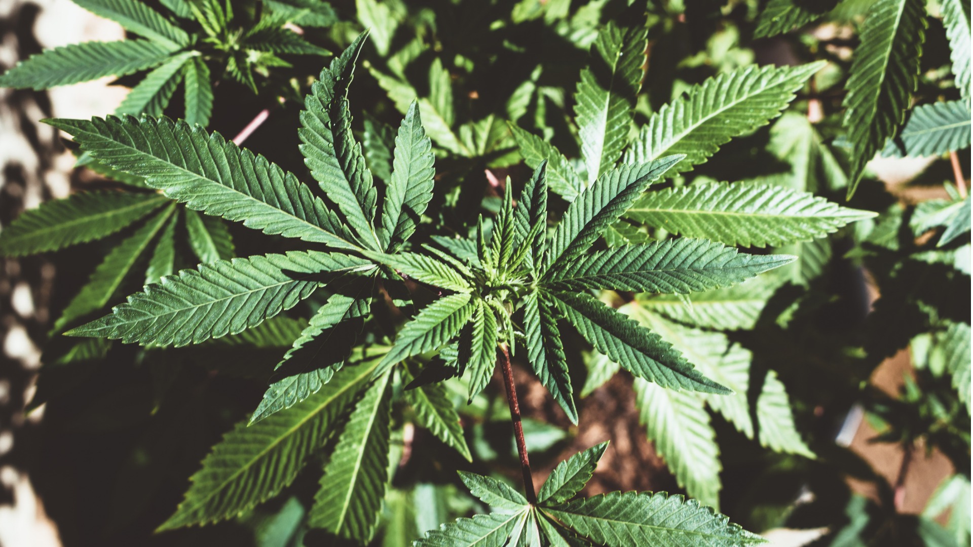 marijuana leaves CBC