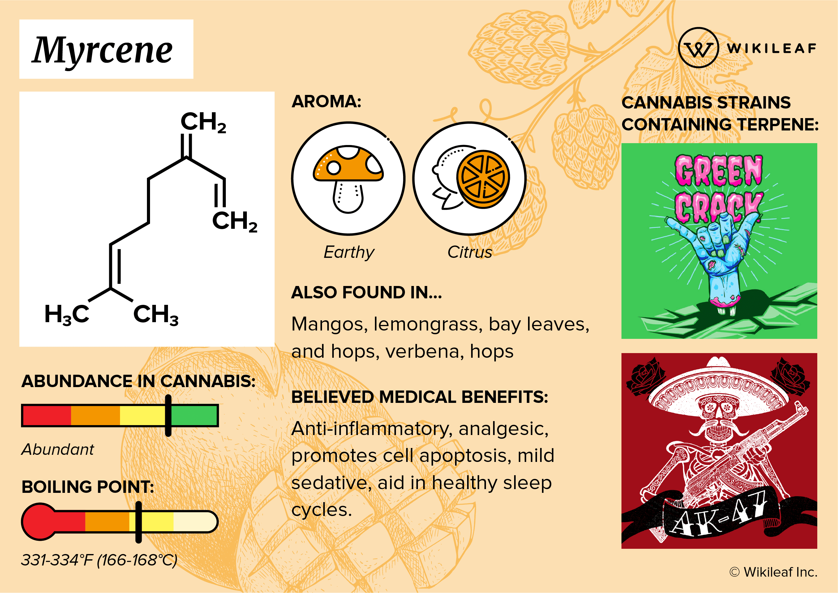 Myrcene terpene infographic
