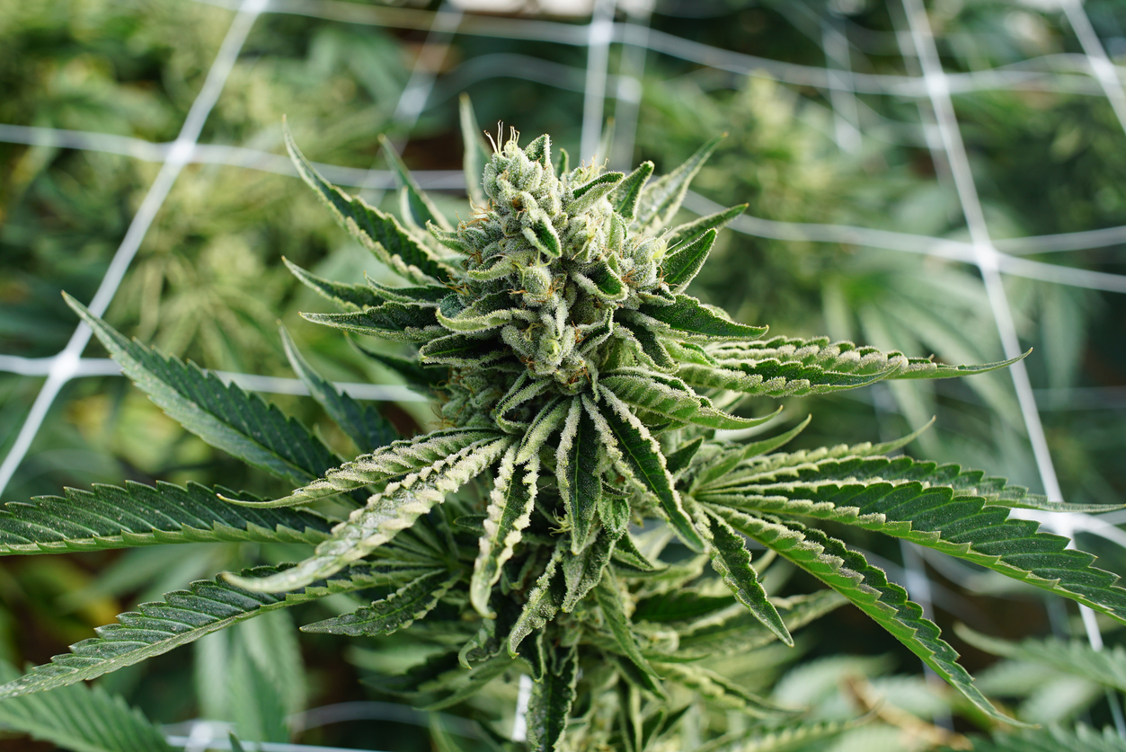 Female Cannabis Plant Budding