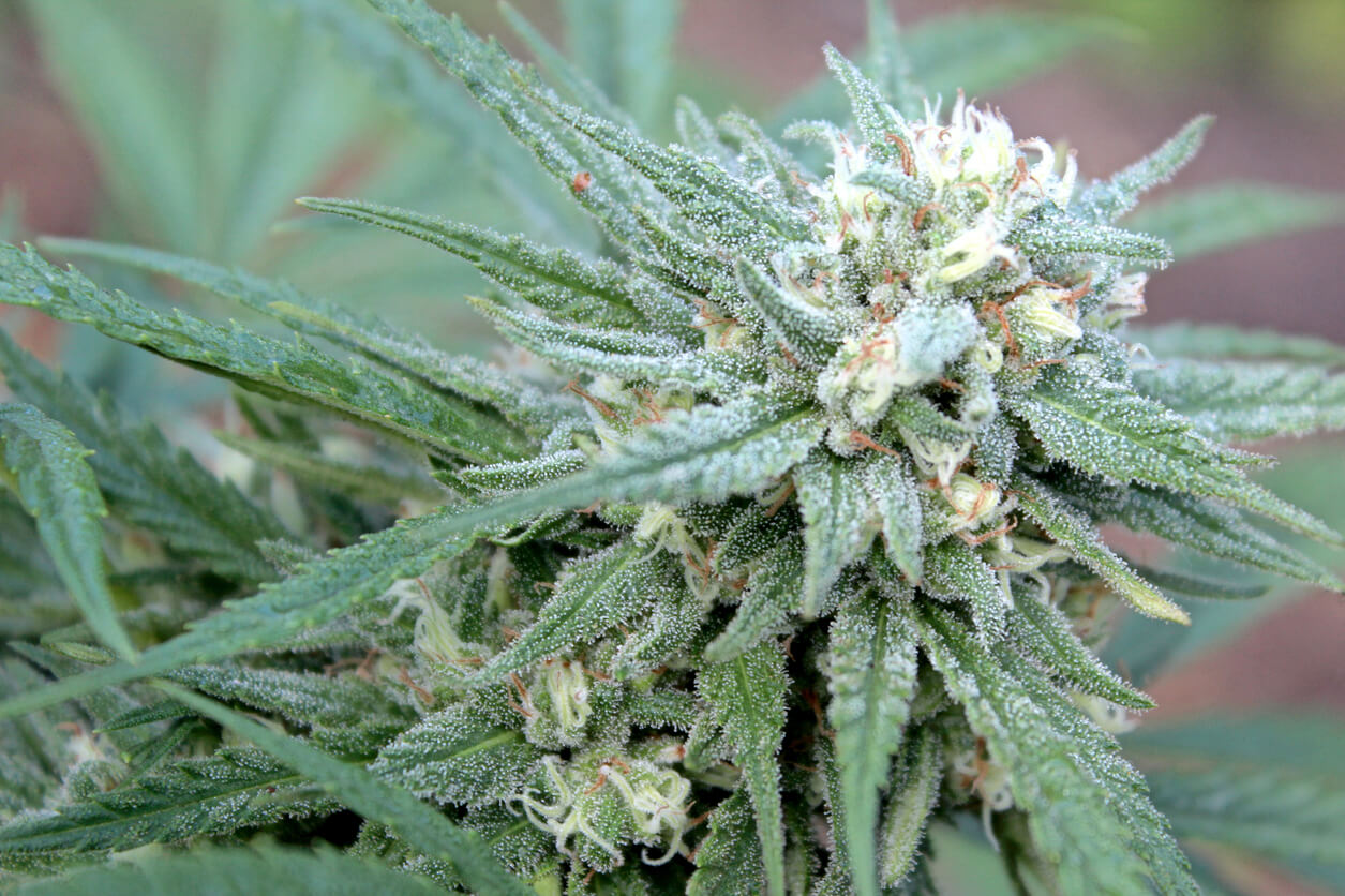 The hybrid cannabis strain Dream Queen in full flower. Dream Queen is a Speed Queen x Blue Dream cross.