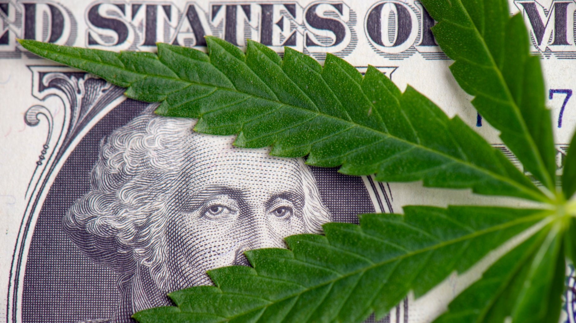 George Washington bill peeking through a marijuana leaf