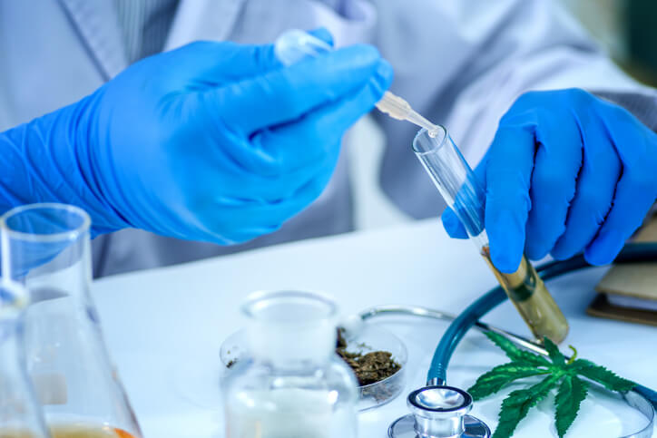 Tweezers hold cannabis bud in a laboratory