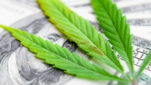 Cannabis leaf on a dollar