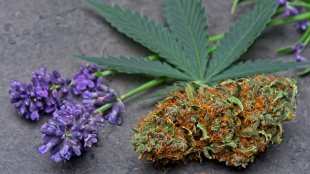 Closeup of a lavender flower next to a cannabis leaf and bud