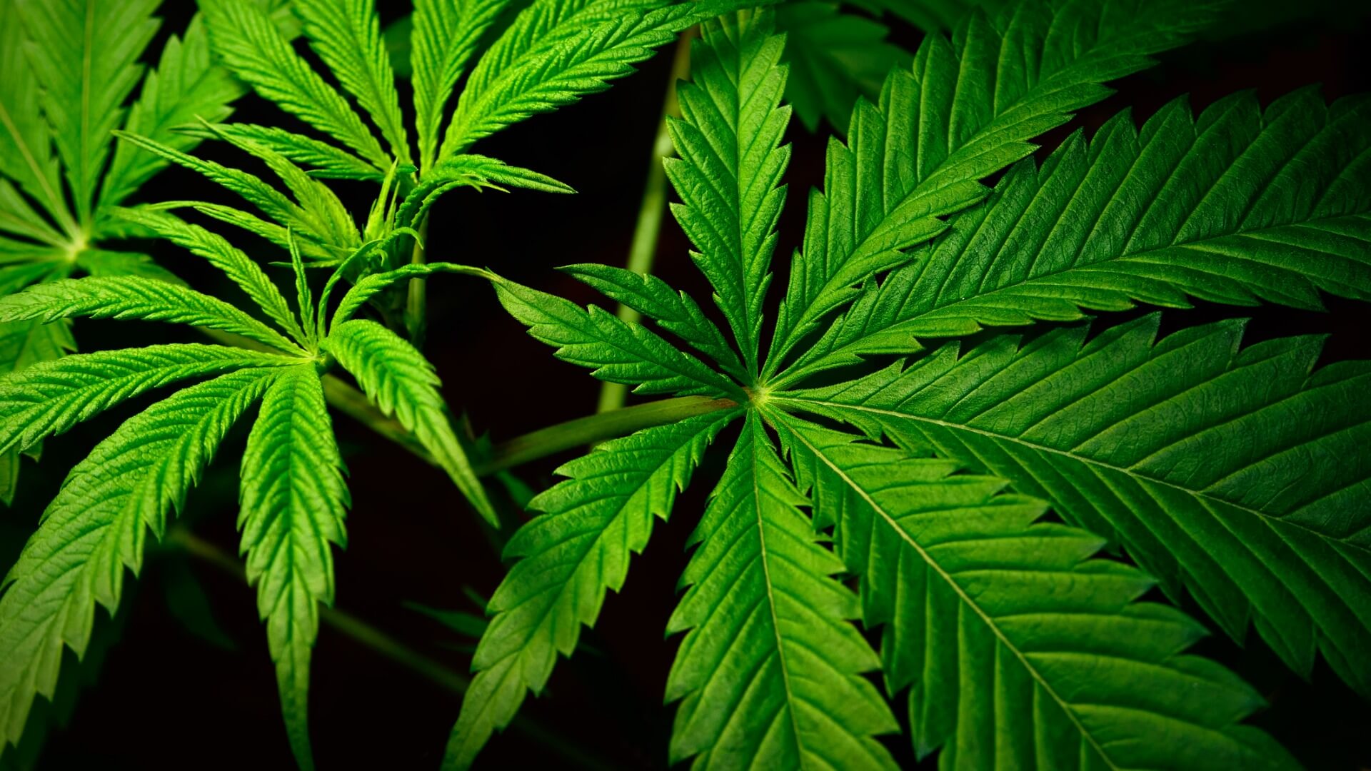 marijuana leaves what are cannabinoids