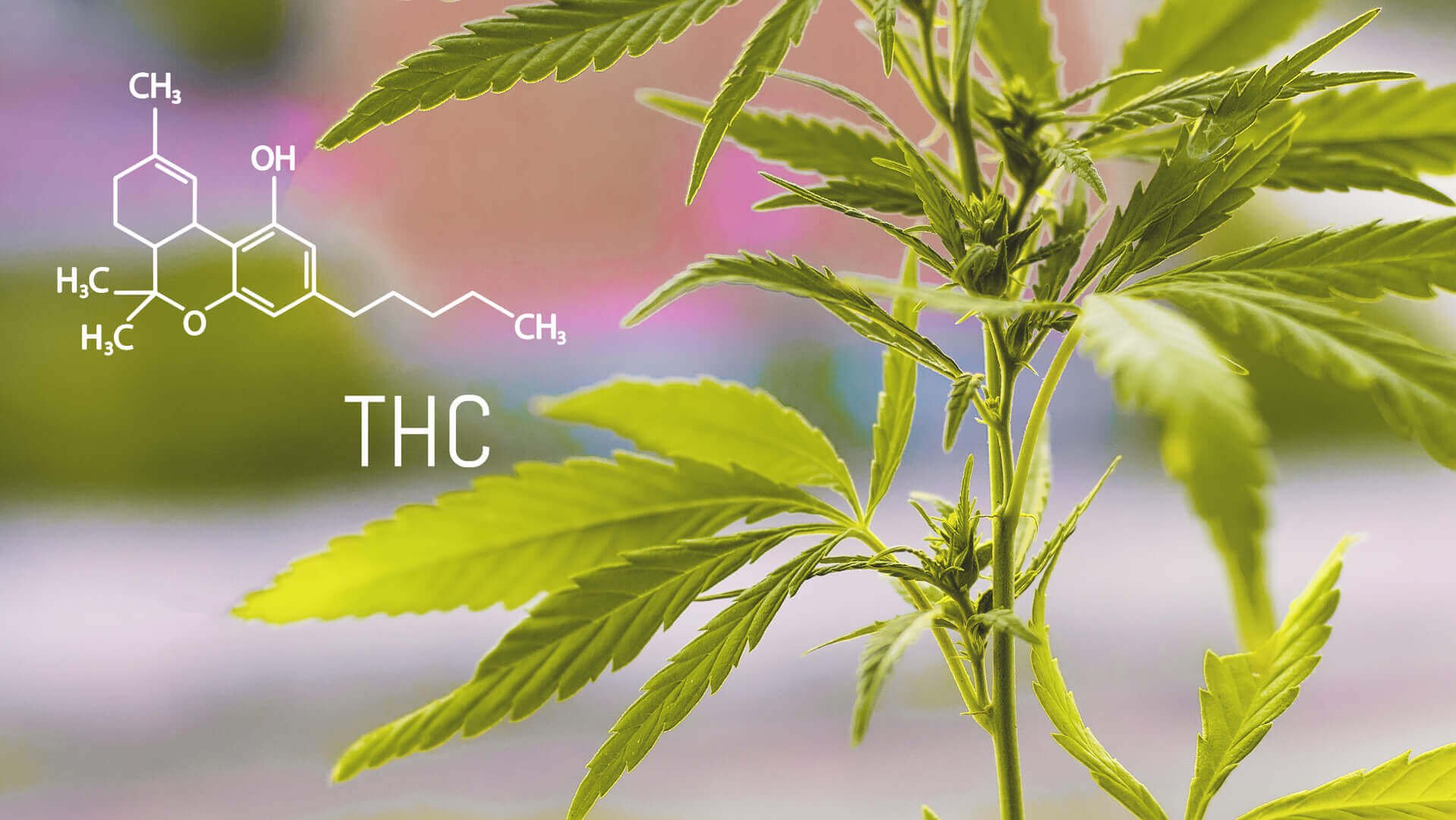 thc molecule and cannabis plant