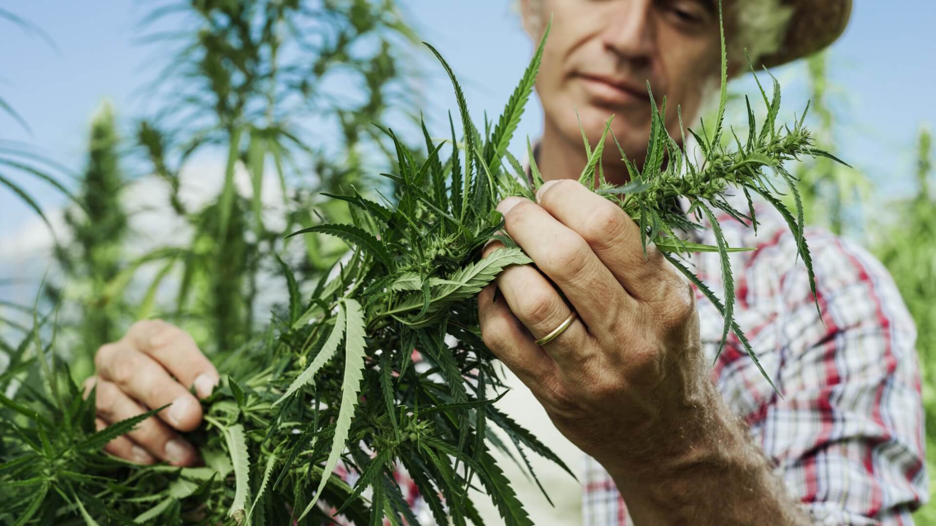 when should you harvest your marijuana crop