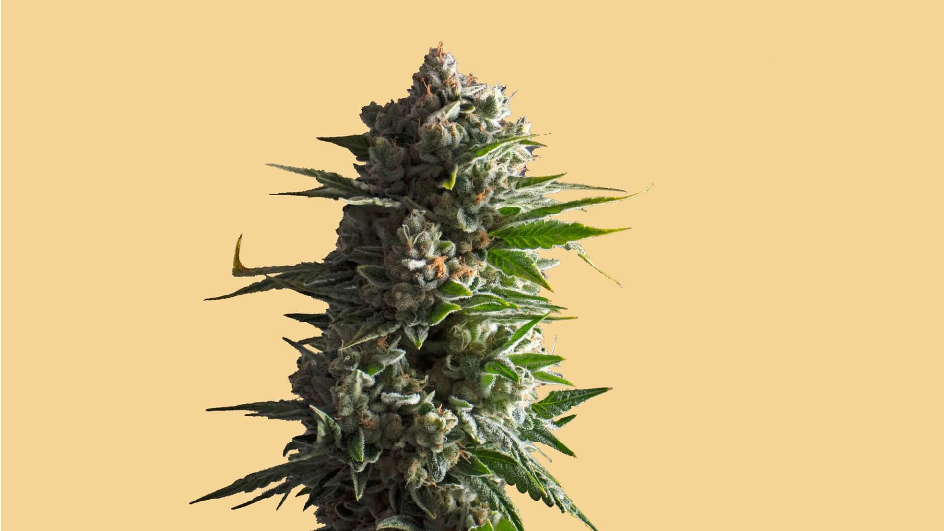 why is marijuana called flower