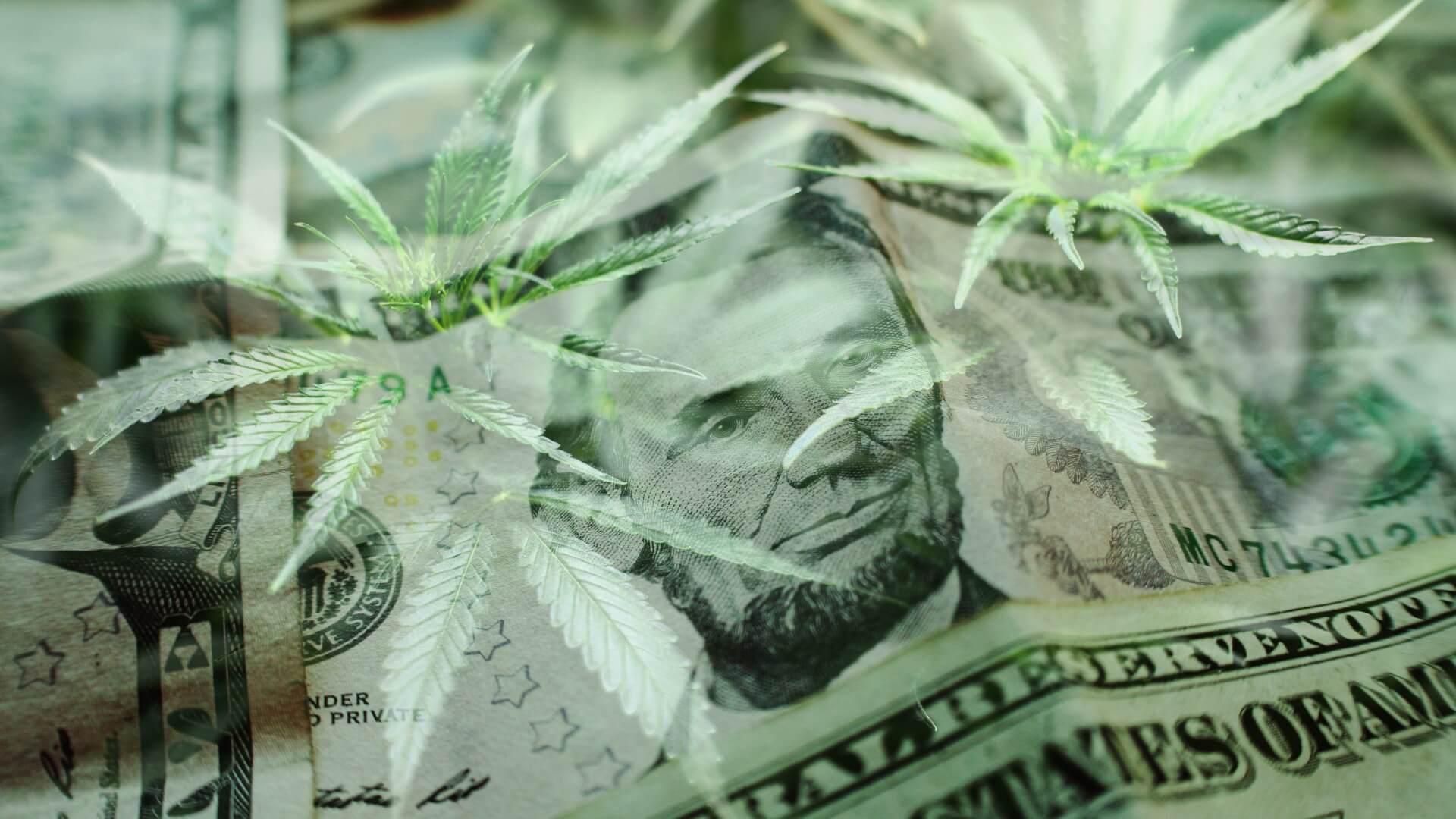 Cannabis leaves and money