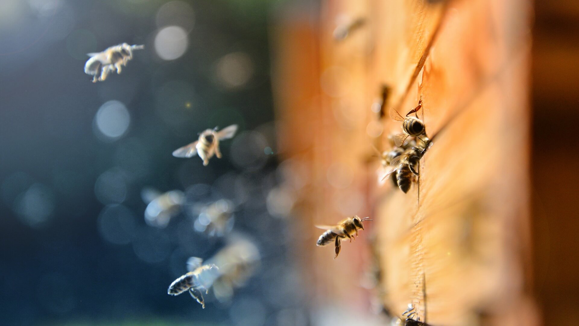 bees flying around beehive
