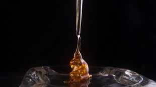 cannabis oil concentrated shatter on a dabbing tool over a black picture