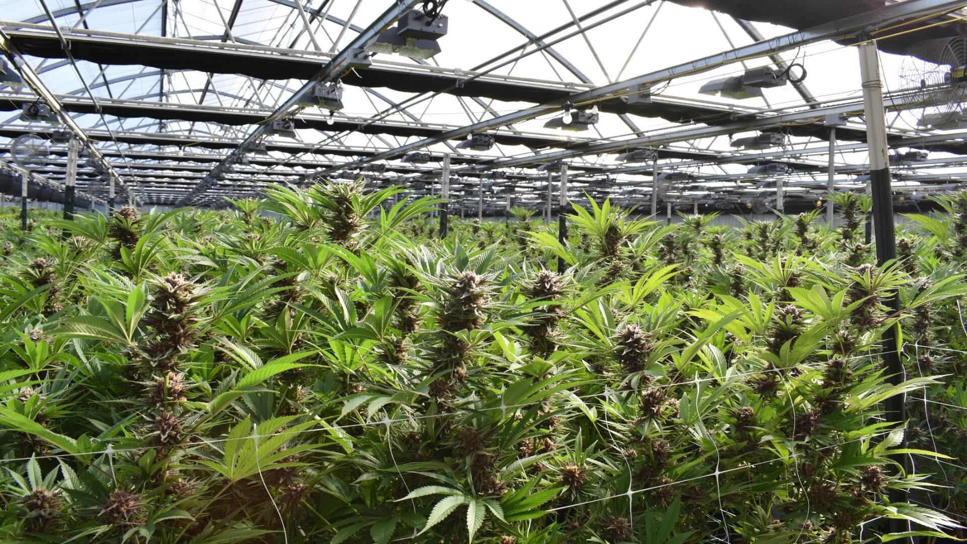 photos of cannabis plants