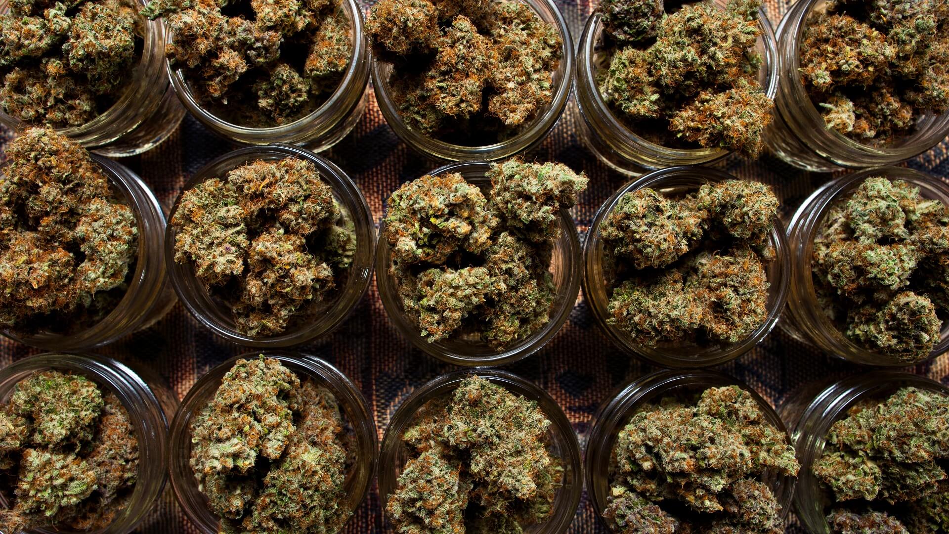 jars of dried cannabis