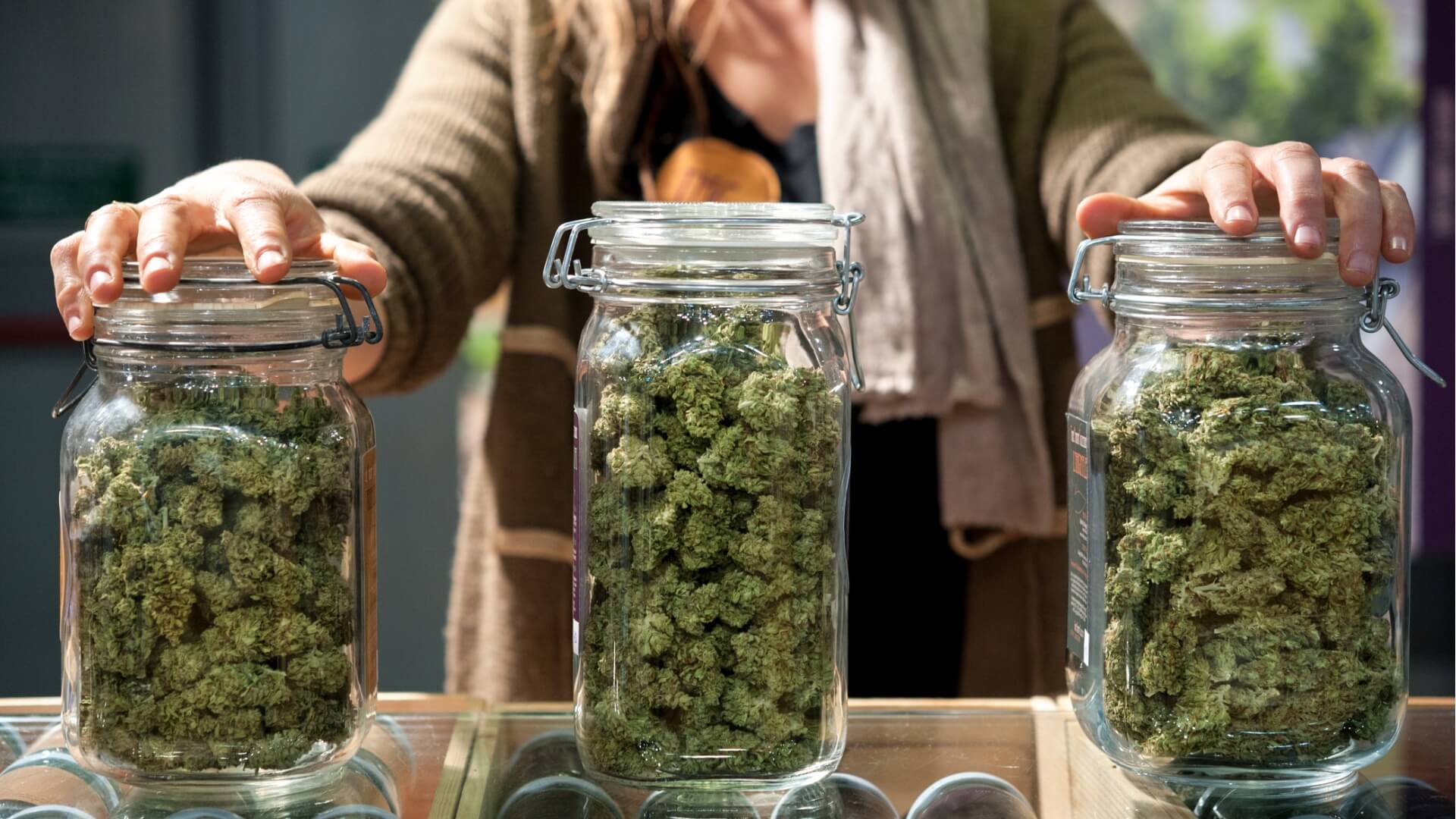 Three large glass jars full of cannabis sativa buds