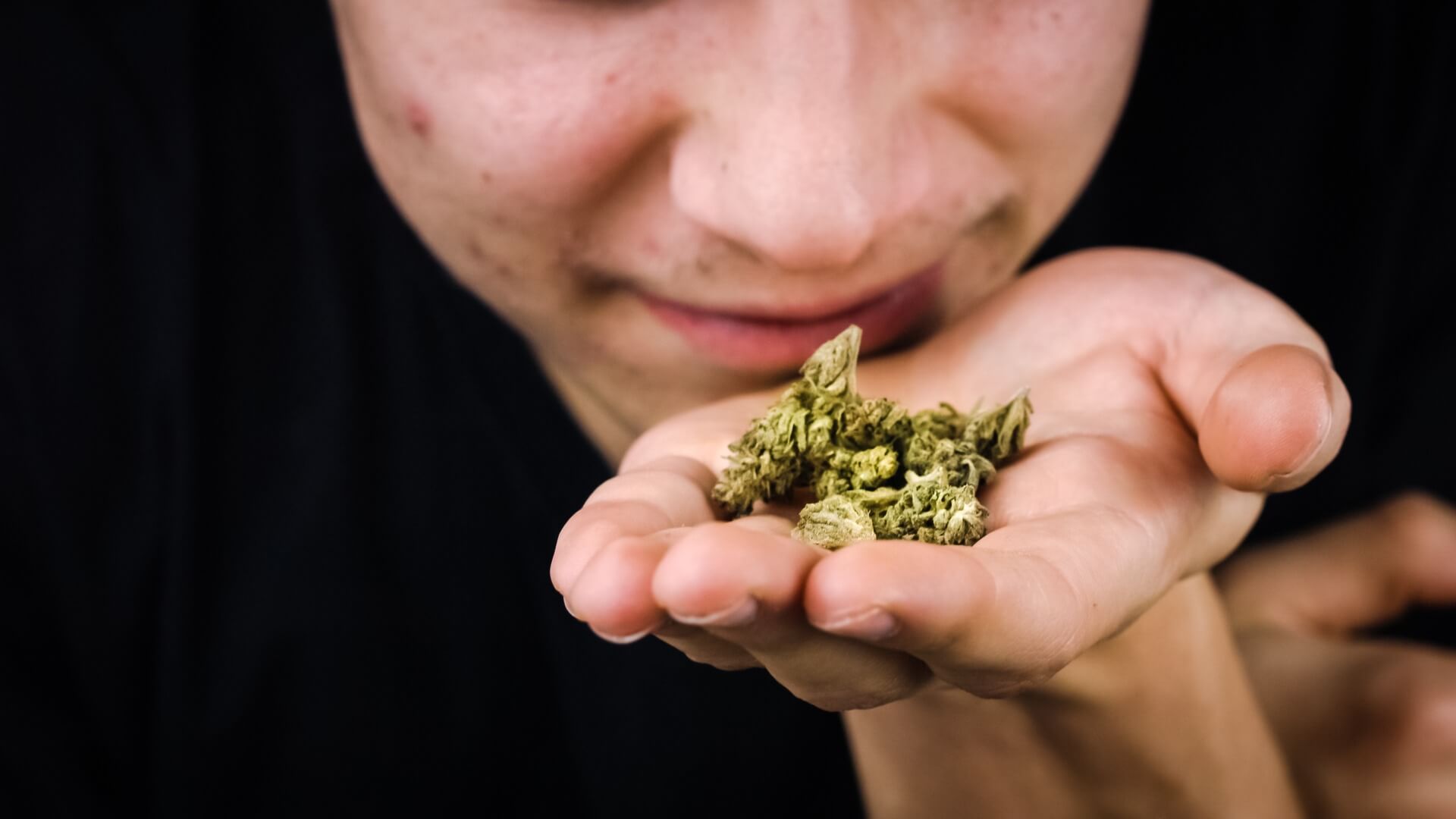 A man smelling cannabis buds
