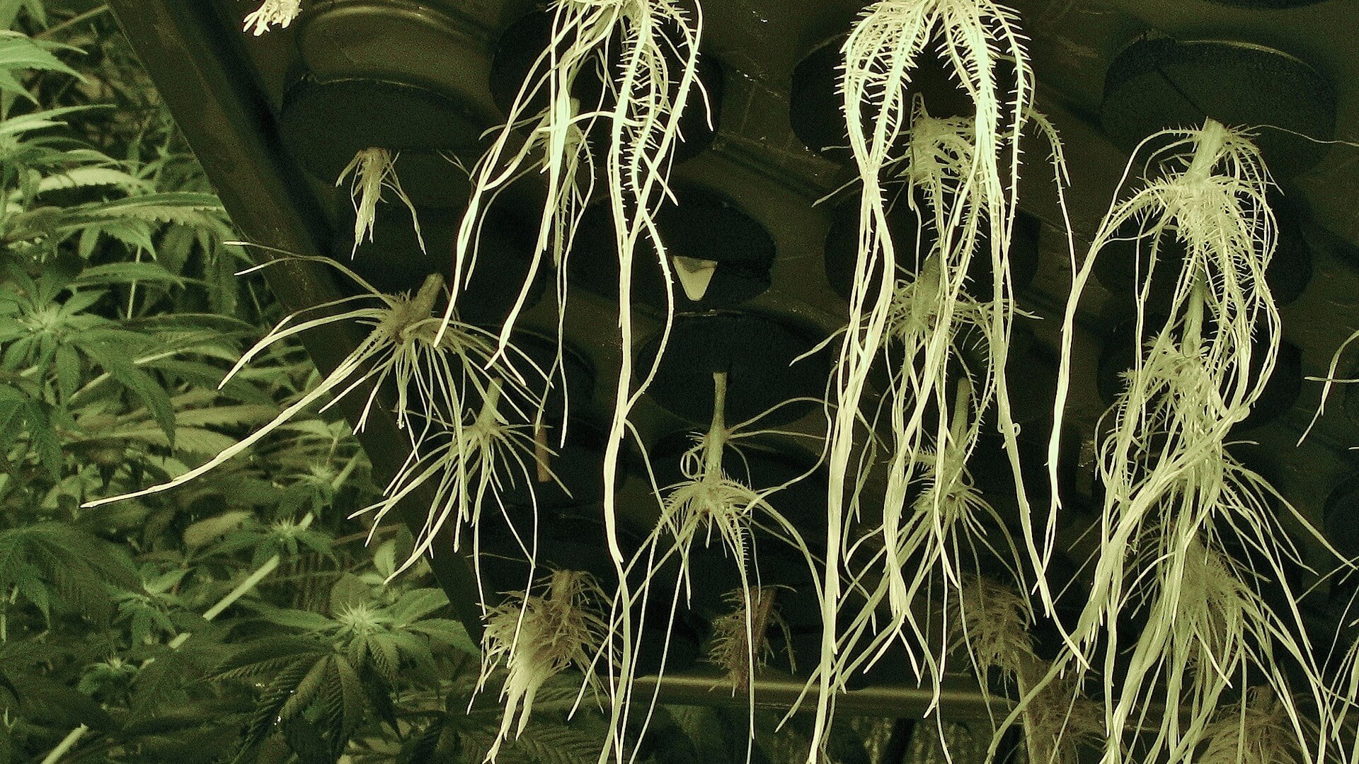 Cannabis plant roots in a cloning machine
