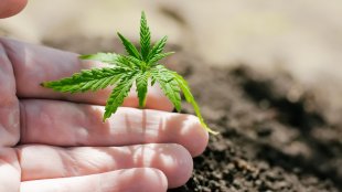Marijuana seedling sprouts in soil