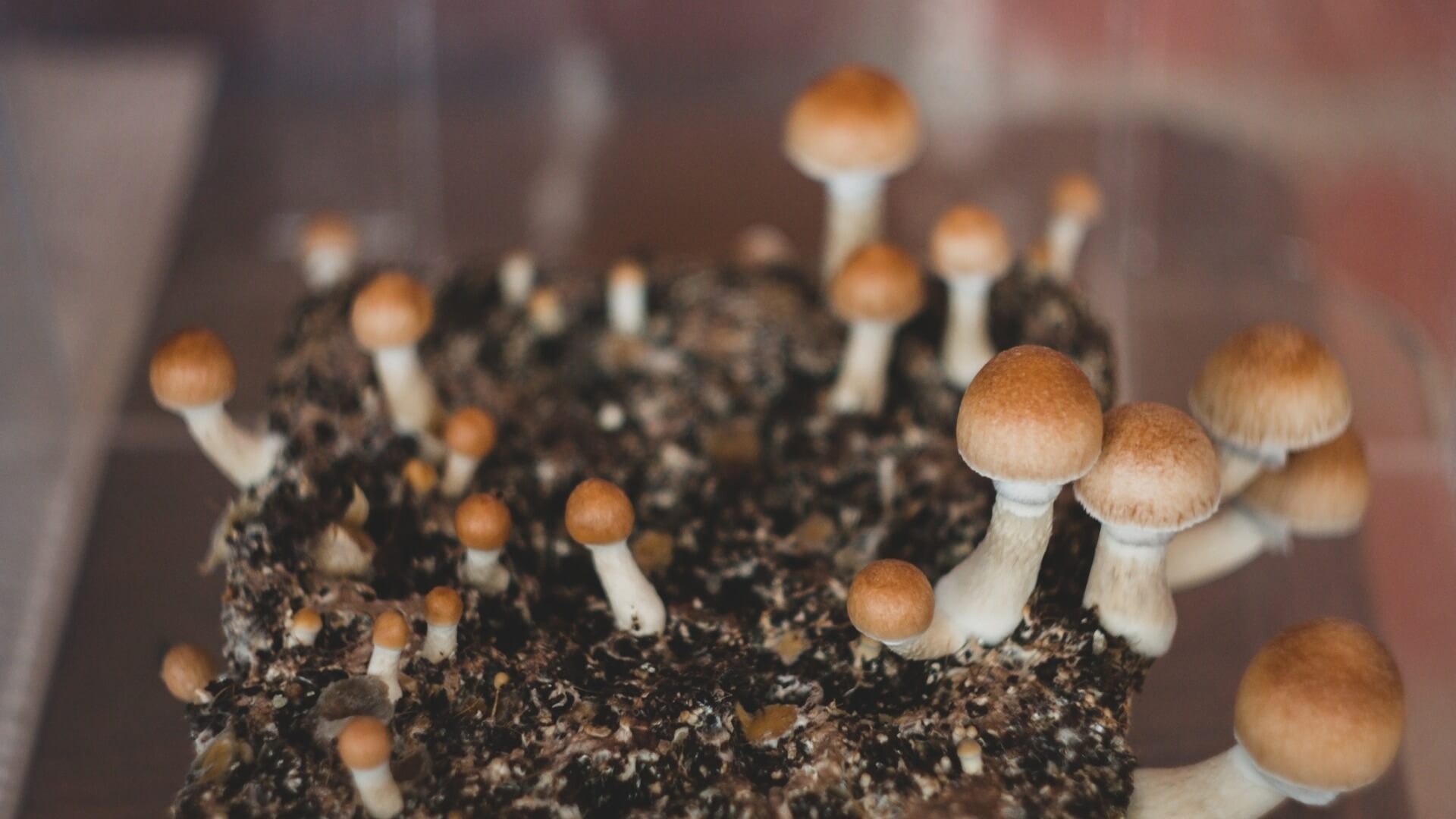 magic mushrooms in a pile of dirt