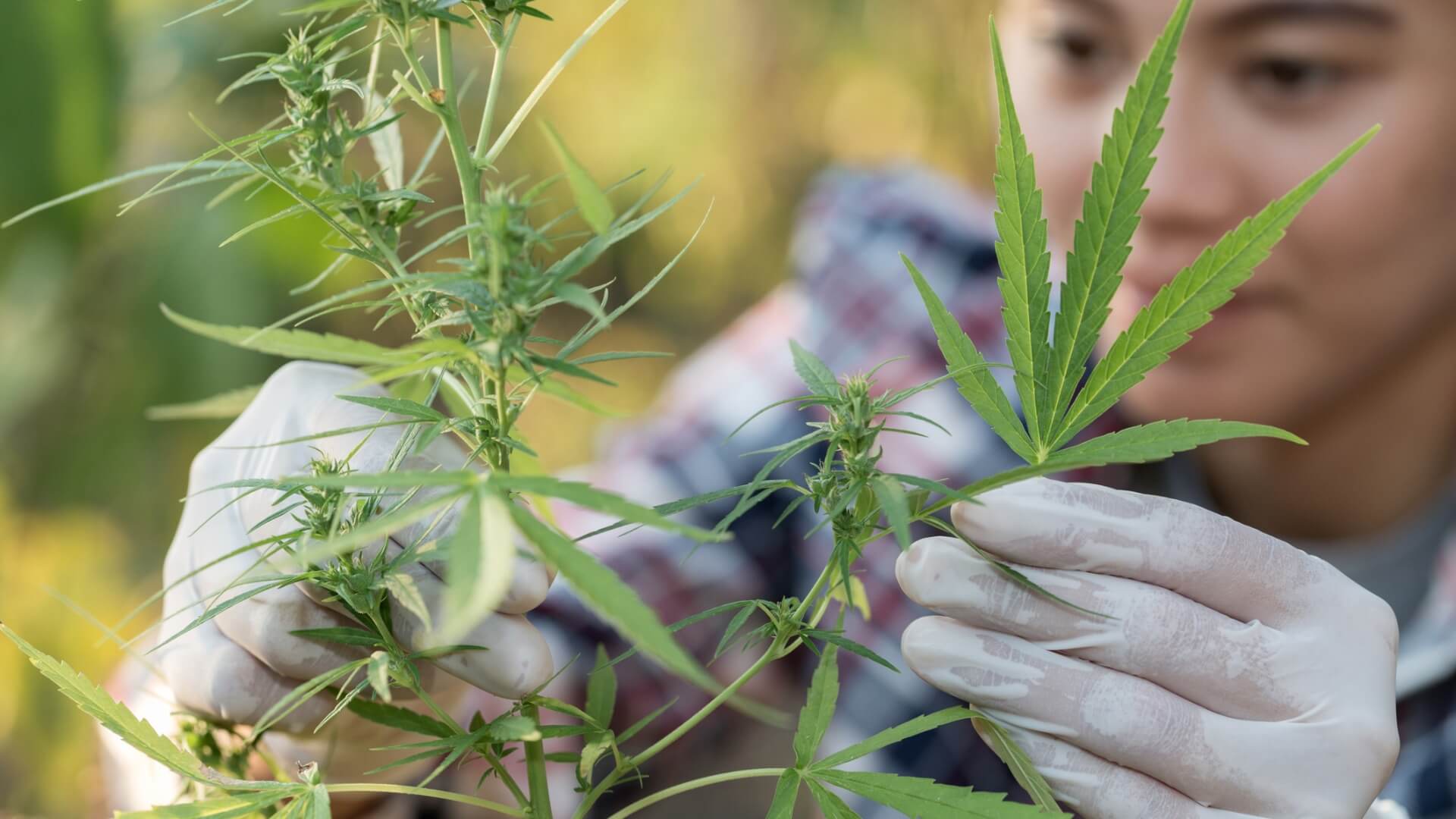 Cannabis female researcher in a hemp field checking plants.