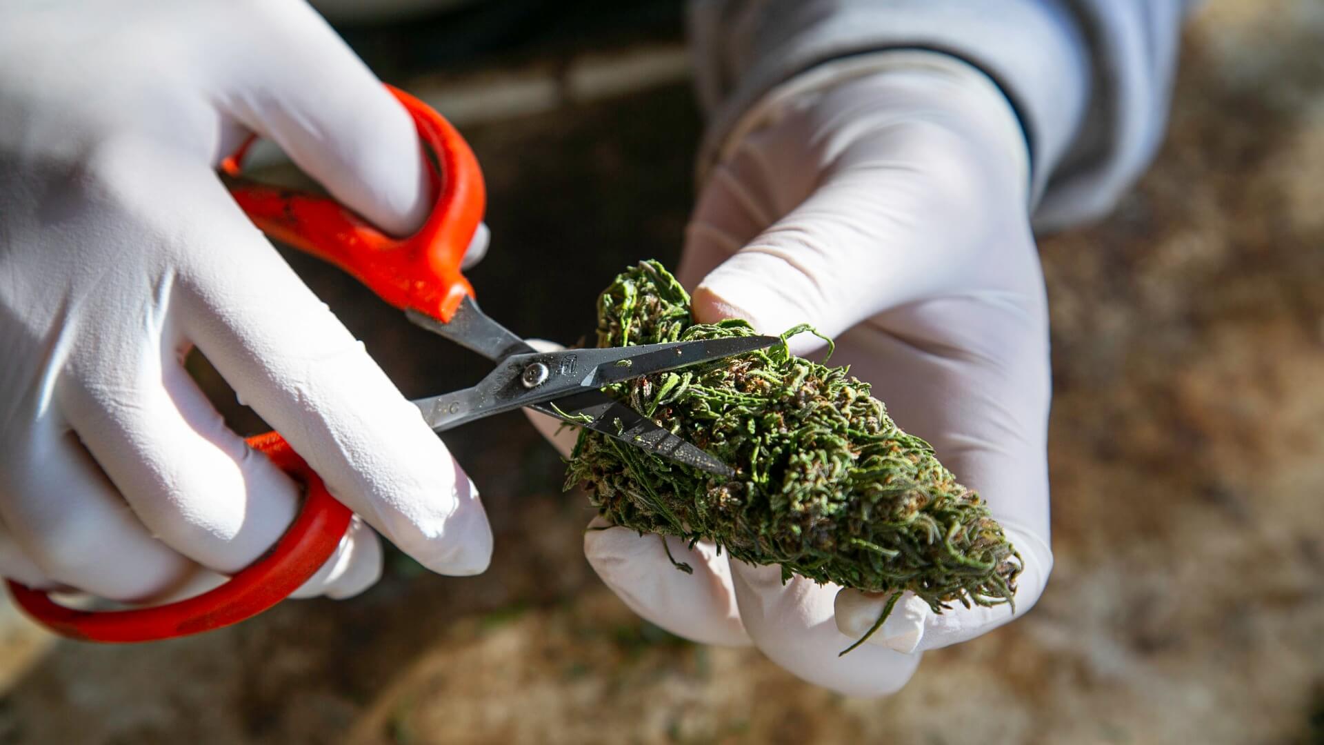 A man in gloves trimming cannabis bud