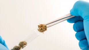 A researcher putting cannabis nugs into a test tube