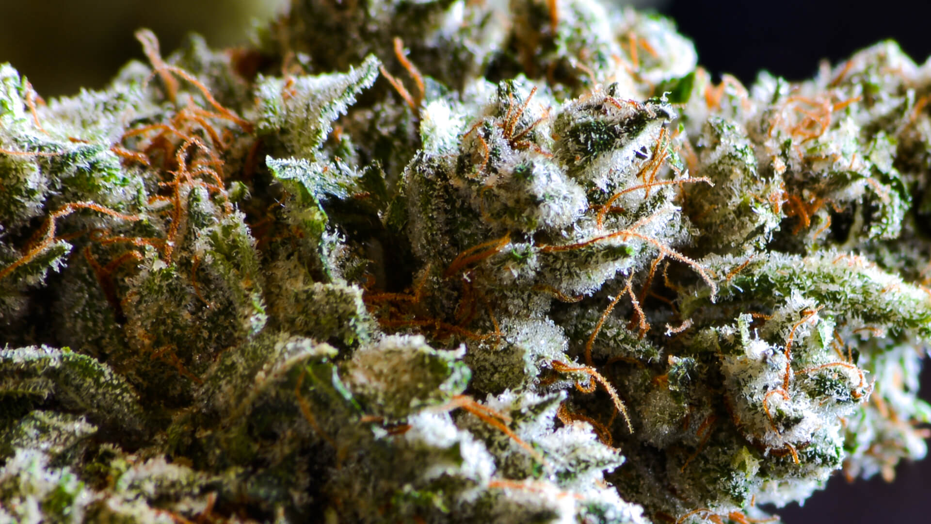 A closeup of a cannabis nug
