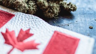 Canadian flag beside cannabis nugs