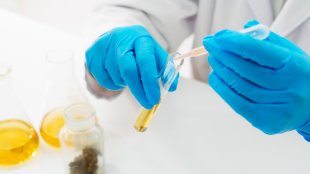 Closeup of a scientist working with cannabis in a lab