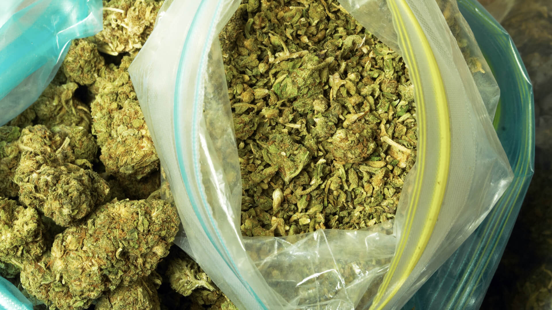 Large amounts of marijuana in Ziploc bags