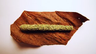 Cannabis on a cigar wrap