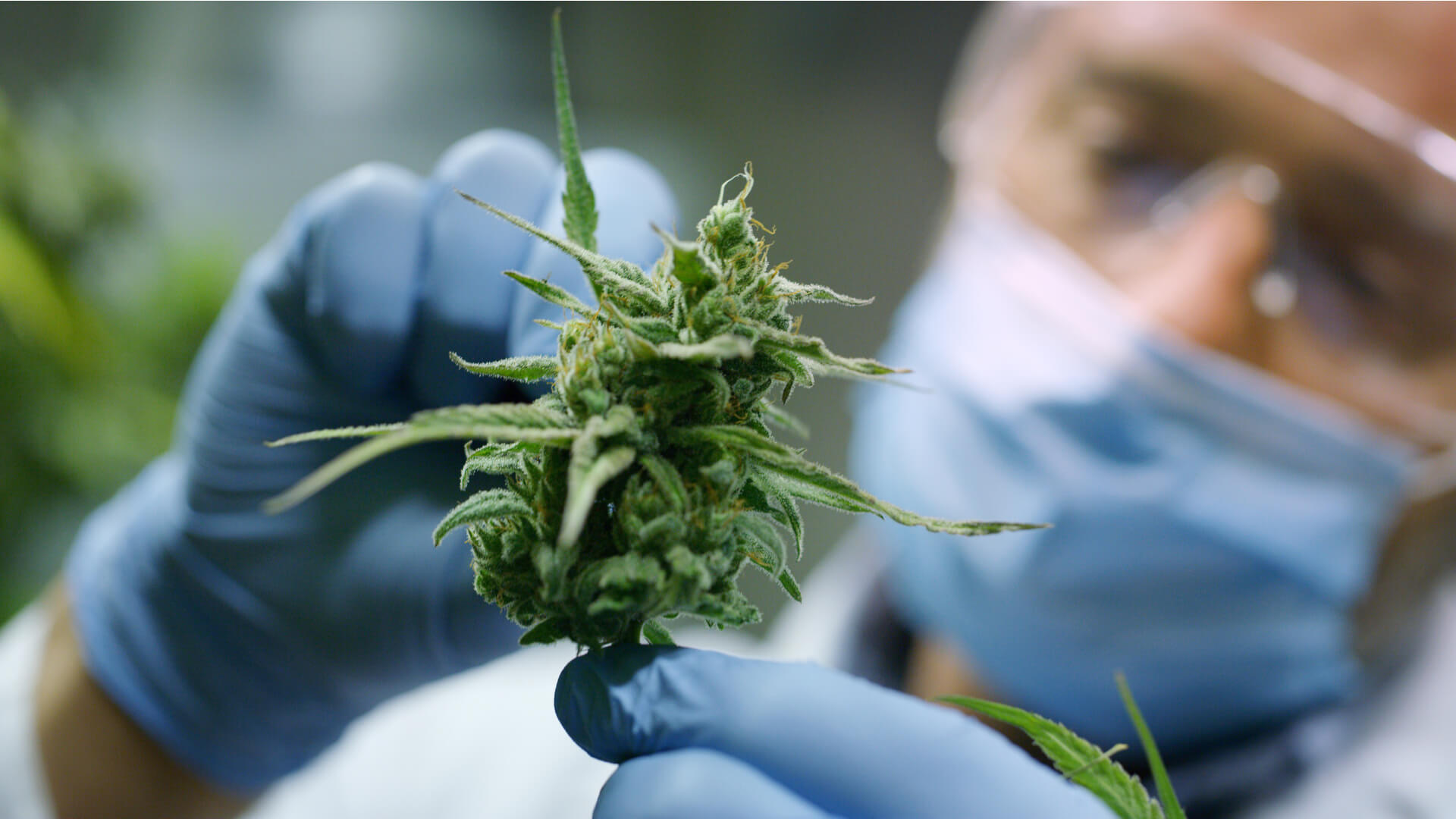 A closeup of a Scientist holding a cannabis bud