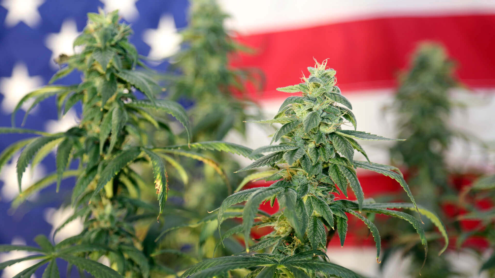 Cannabis plants in front of USA flag
