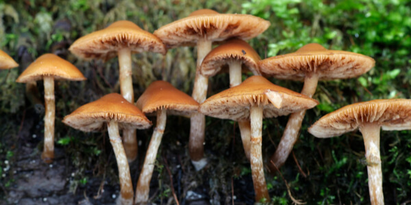 Poisonous Galerina mushrooms in the wild