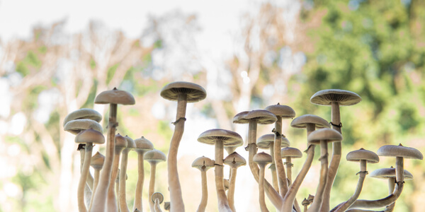 long stemmed magic mushrooms in the wild